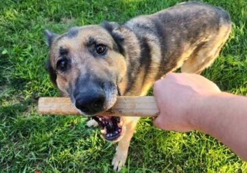 Purebred Male German Shepherds