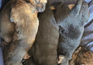 Puppies need rehomed
