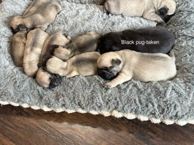 Pug puppies
