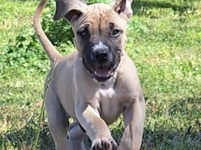 American pitbull/ Cane Corso