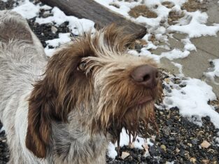 Spinone Italiano Puppies For Sale