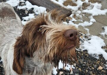 Spinone Italiano Puppies For Sale