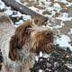 Spinone Italiano Puppies For Sale