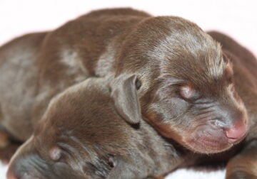 doberman puppies