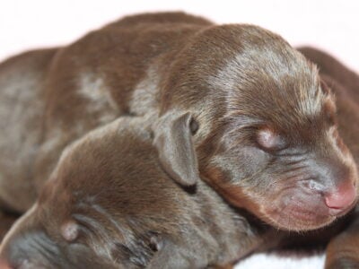 doberman puppies