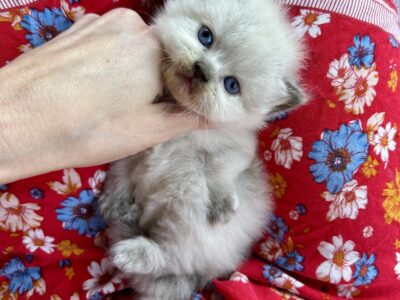 Ragamuffin babies