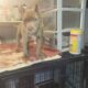 Only fawn brindle red nose pup only one out of lit