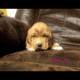 Basset hound / English mastiff mix