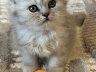 Persian Kittens