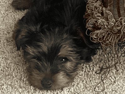 Male Yorkie