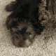 Male Yorkie