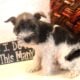 Miniature Schnauzer Female AKC Parti Trina
