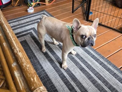 AKC French Bulldog