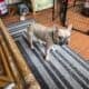 AKC French Bulldog