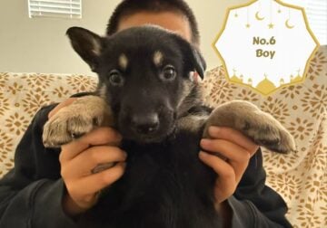 German Shepherd Puppies