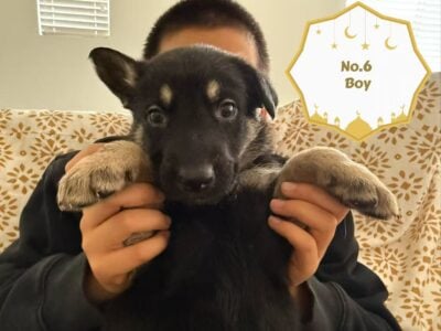 German Shepherd Puppies