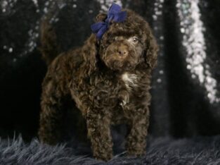 Brownie F1B Mini goldendoodle