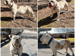 Olde English Bulldogge Puppies Due June 3 – Waitli