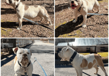 Olde English Bulldogge Puppies Due June 3 – Waitli