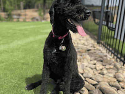 Looking for a Loving Home for Our Sons Sweet Pup