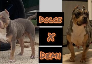 Gametight’s 2X CH Chulo Puppies dropping soon.
