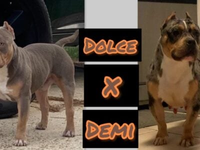 Gametight’s 2X CH Chulo Puppies dropping soon.