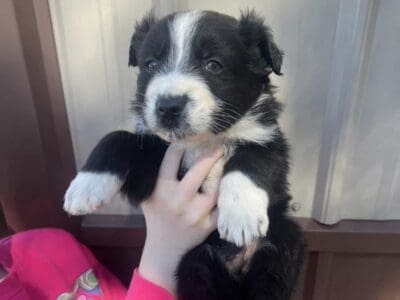 Australian shepherd boy 3