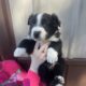 Australian shepherd boy 3