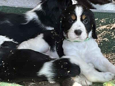 English Springer Spaniel Puppies