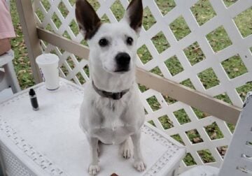 Jack russell dog