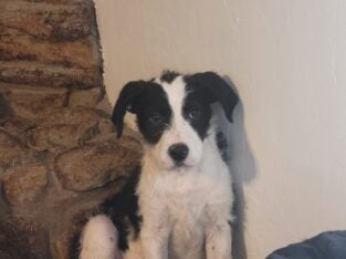 Bernedoodle/Pit/Bulldog Puppies