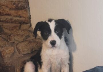 Bernedoodle/Pit/Bulldog Puppies