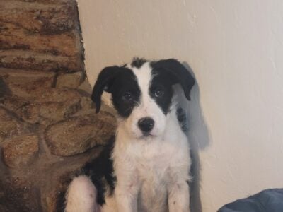 Bernedoodle/Pit/Bulldog Puppies
