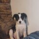 Bernedoodle/Pit/Bulldog Puppies