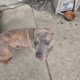Needs home asap