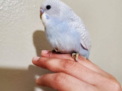 4 baby budgies looking for new home