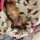 BELLA IS LOOKING FOR HER FOREVER HOME