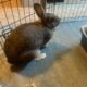 Bunny Rabbit for sale