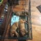 Puppy Needs Good Home