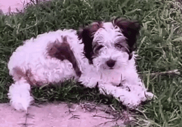 Churro – Chinese Crested Powderpuff