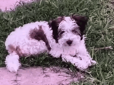 Churro – Chinese Crested Powderpuff