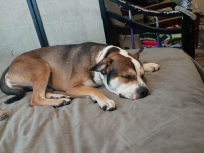 The best dog