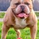 Blue and white female F1 Olde English Bulldogge