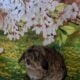Holland lop bunnies