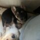 11 WEEK OLD SHEPPARD/HUSKY PUPPIES!!!!