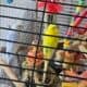 Fun loving parakeets