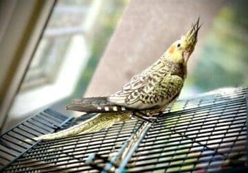 3 month old cute tamed cockatiels