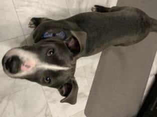 Sweet puppy for adoption