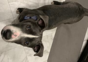 Sweet puppy for adoption