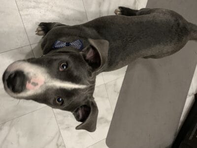 Sweet puppy for adoption